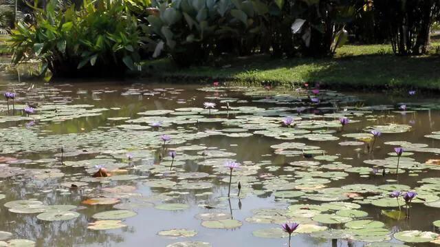 中国科学院西双版纳热带植物园最新新闻发布